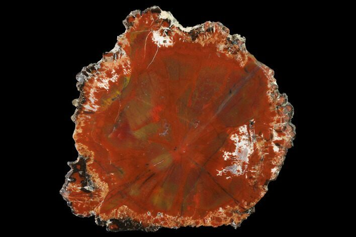 Polished Petrified Wood (Araucarioxylon) Slab - Arizona #141264